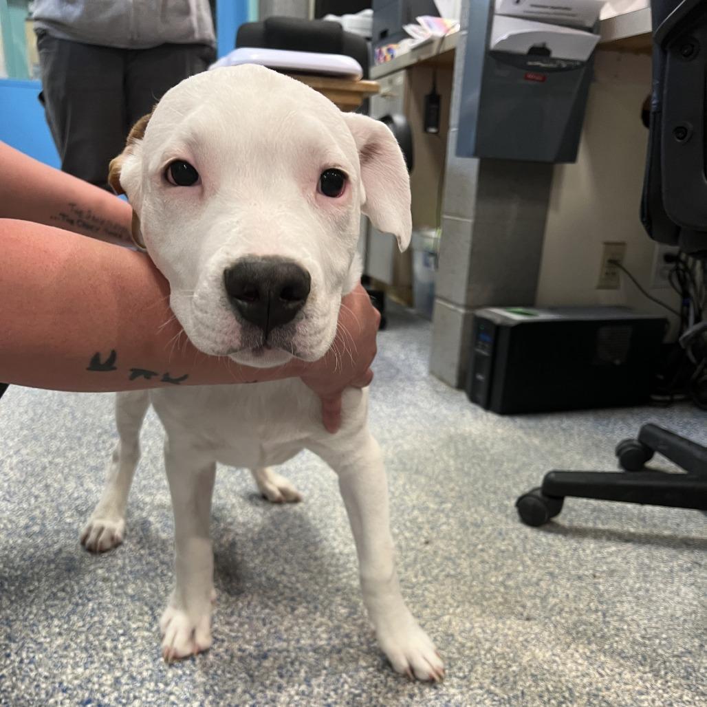 Casper, Adoptable, Puppy Male Pit Bull Terrier.