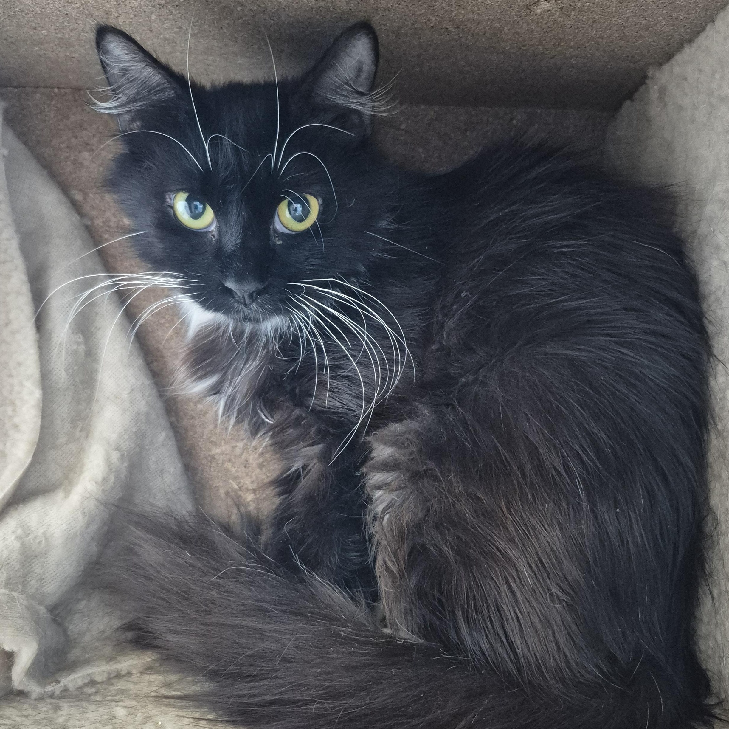 Enlarge Apple Blossom, a ADOPTABLE Domestic Medium Hair in Schertz, TX image 1/1