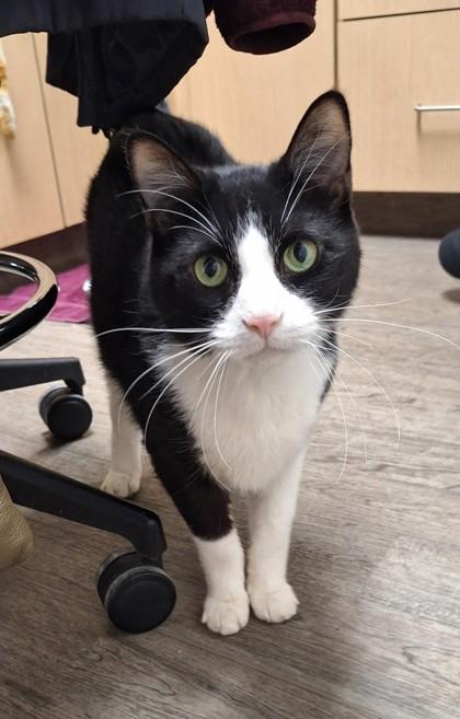 Enlarge Augustus Lebron, a Adoptable mixed breed in Cleveland, OH image 2/2