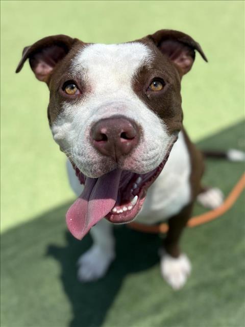 FATHER, Adoptable, Young Male Staffordshire Bull Terrier.