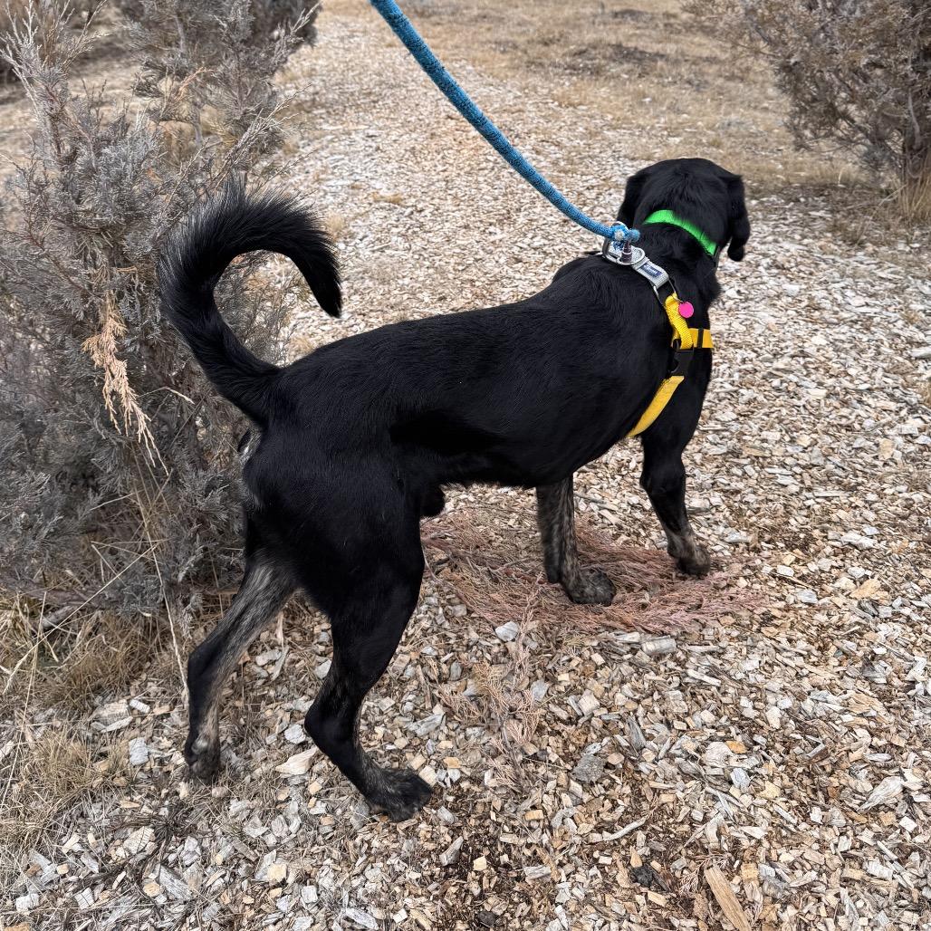 Arrow, Adoptable, Adult Male Mixed Breed.