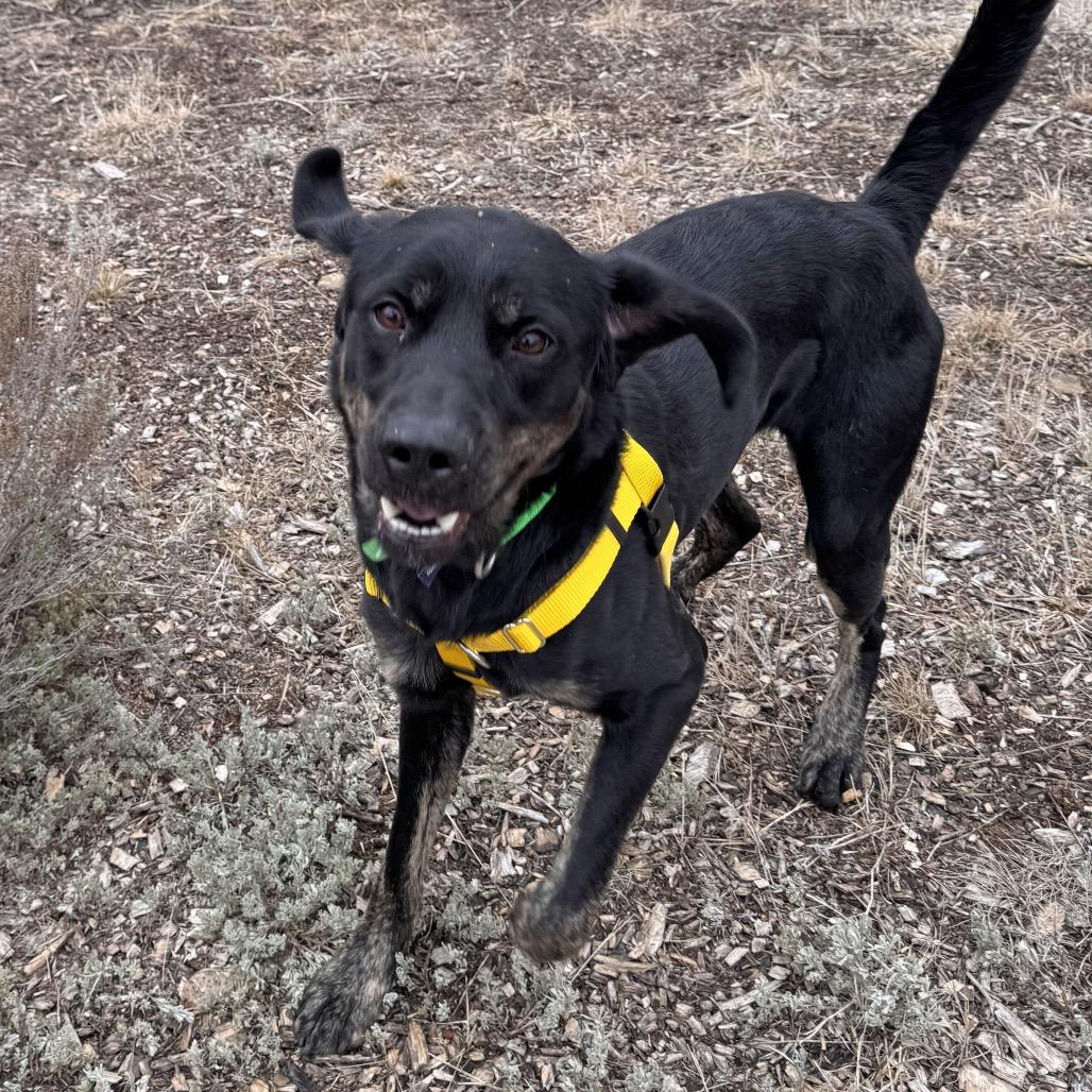 Enlarge Arrow, a Adoptable Mixed Breed in Hailey, ID image 2/4