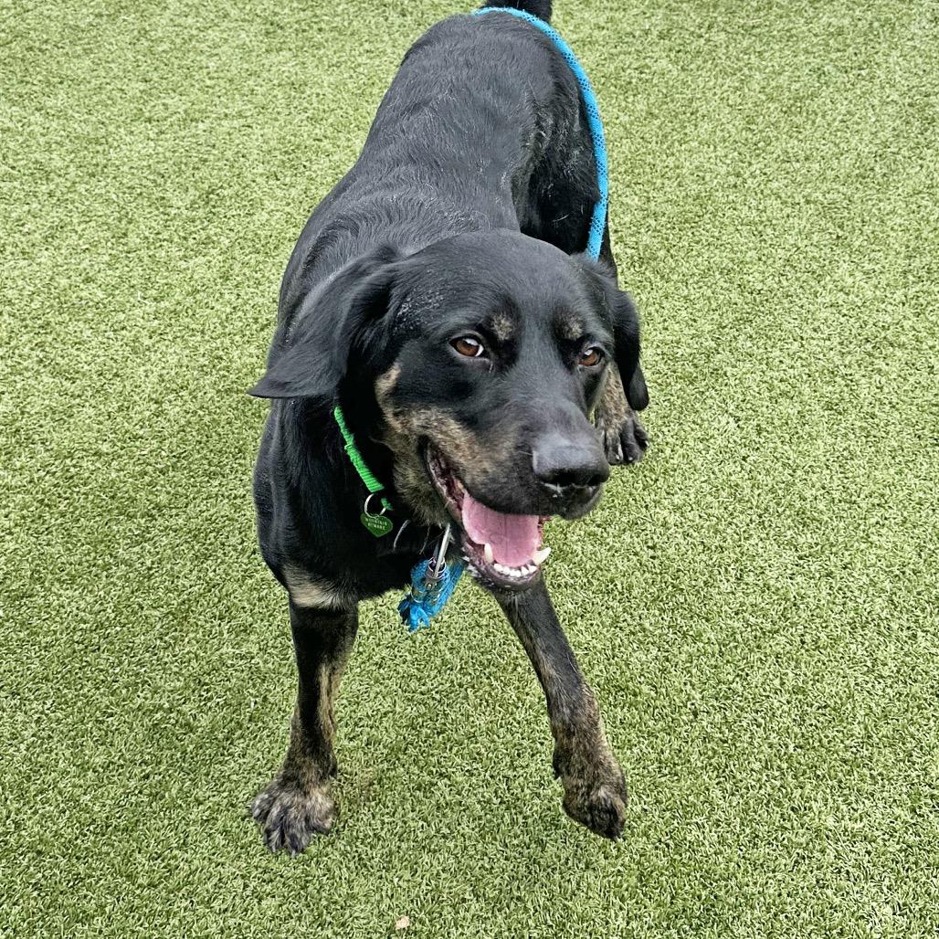 Enlarge Arrow, a Adoptable Mixed Breed in Hailey, ID image 4/4