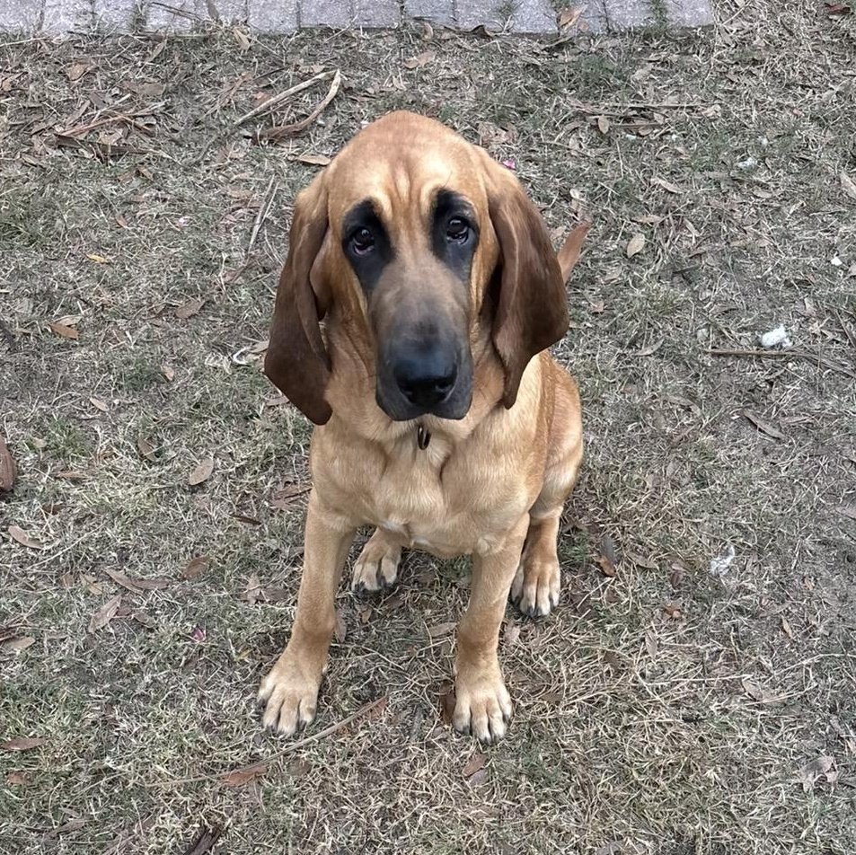 Enlarge Hunter, a ADOPTABLE Bloodhound in Port Saint Lucie, FL image 2/6