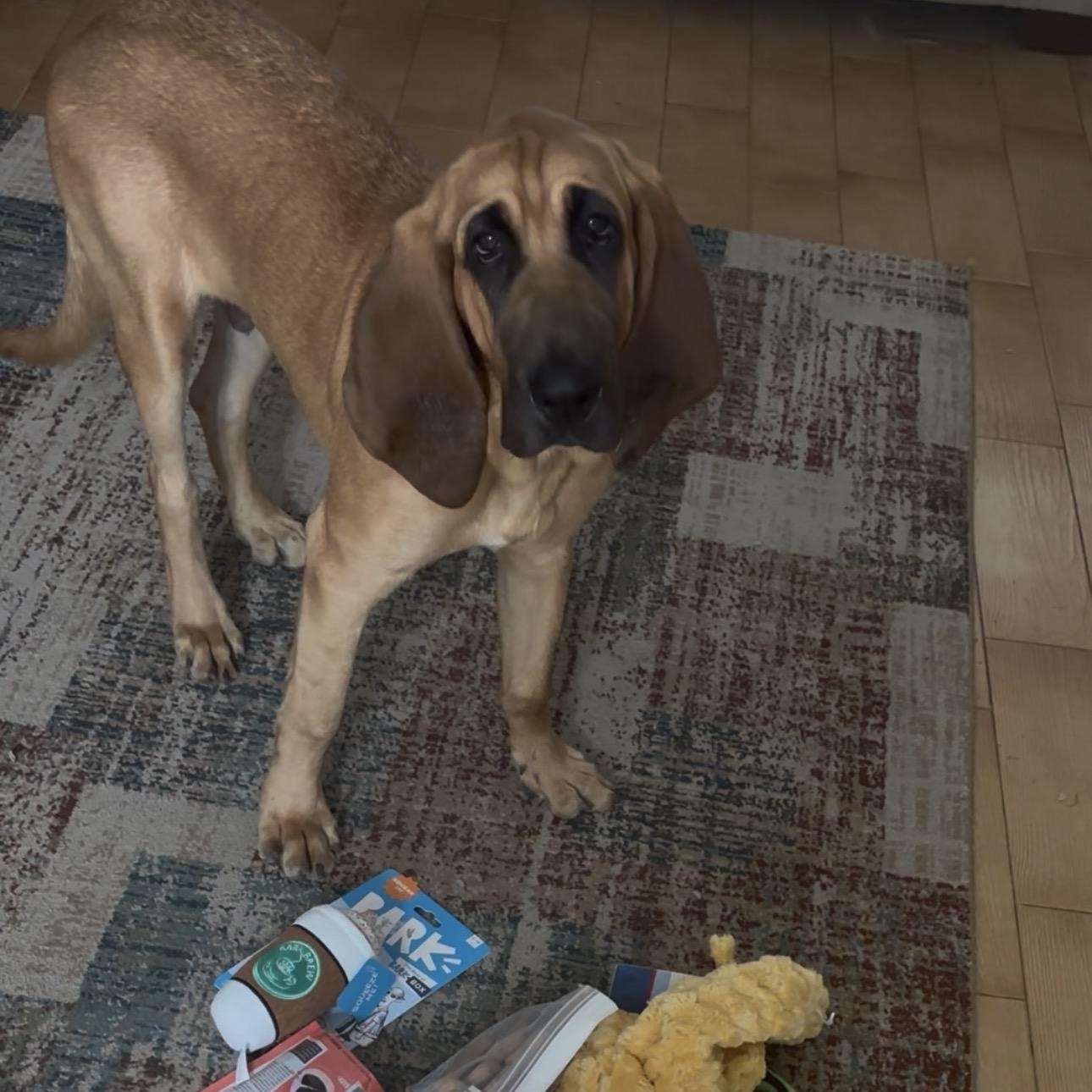Enlarge Hunter, a ADOPTABLE Bloodhound in Port Saint Lucie, FL image 4/6