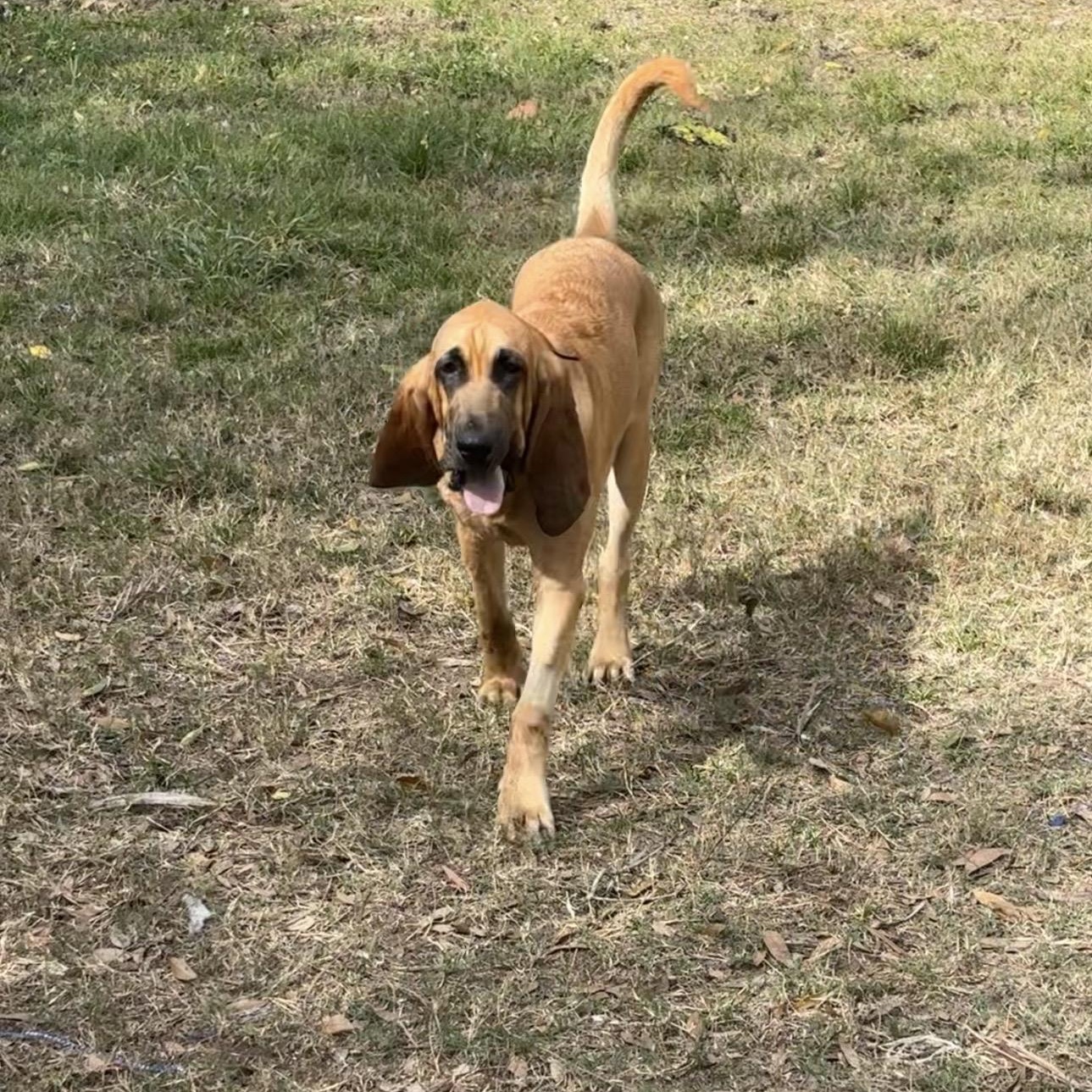 Enlarge Hunter, a ADOPTABLE Bloodhound in Port Saint Lucie, FL image 3/6