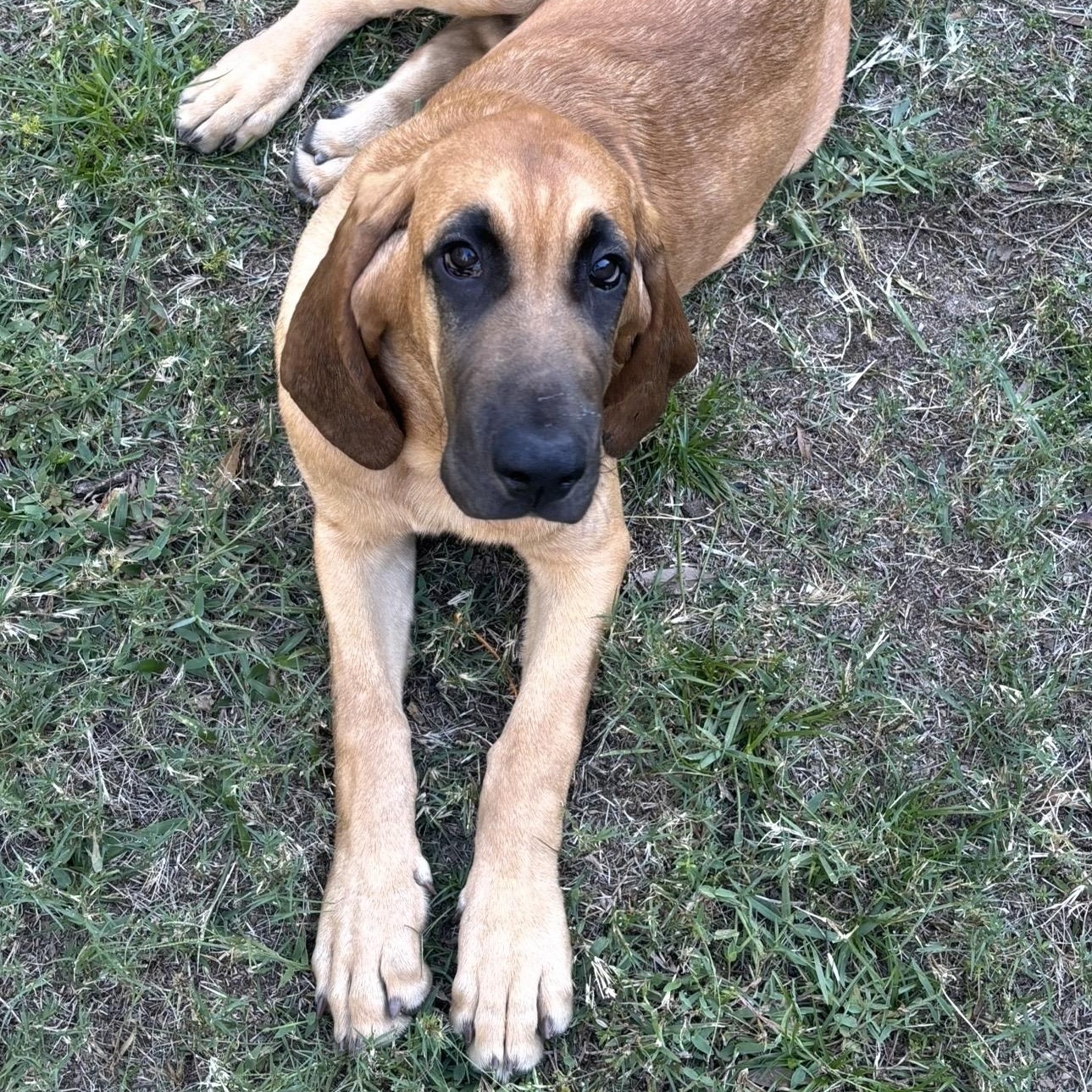 Hunter, ADOPTABLE, Puppy Male Bloodhound.