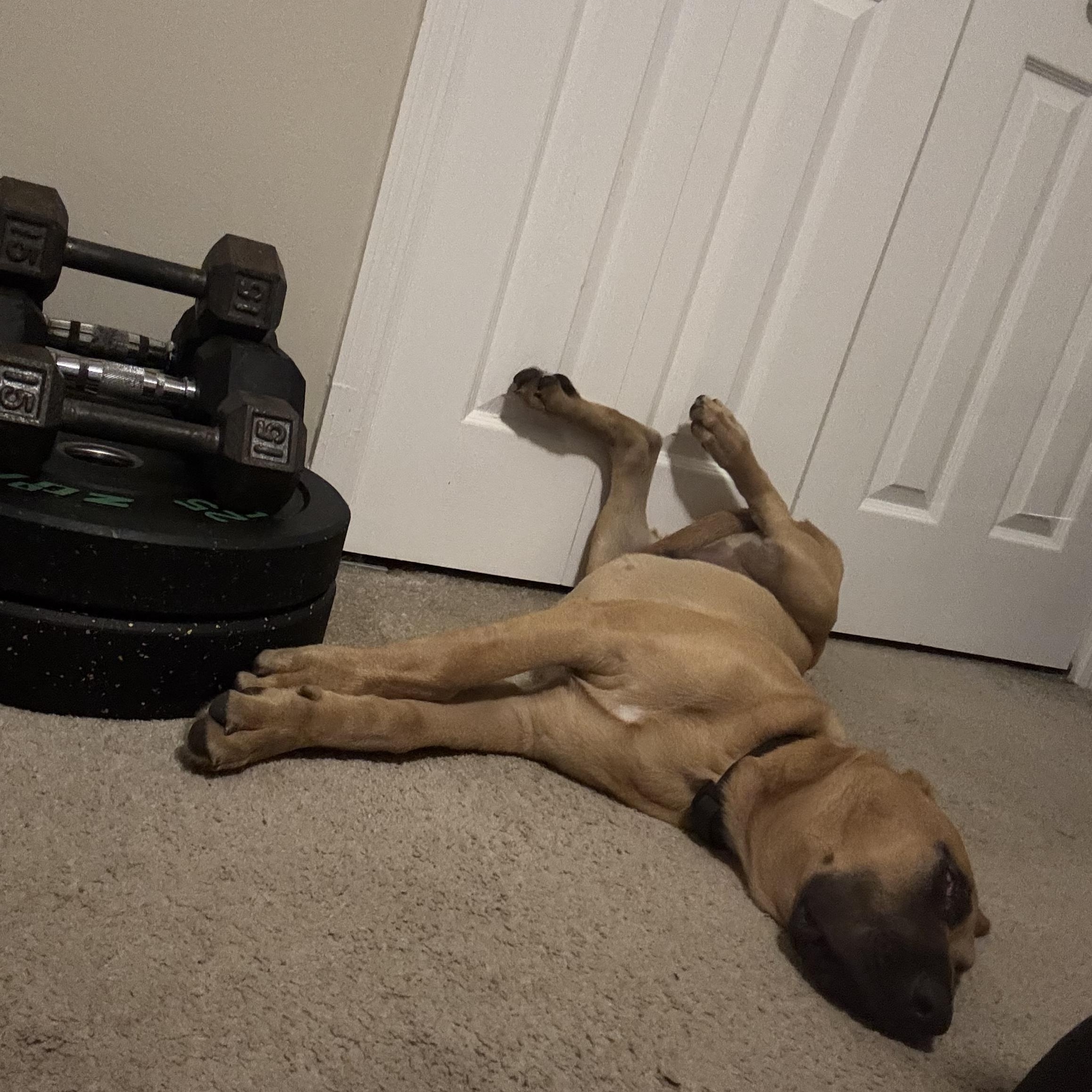 Enlarge Hunter, a ADOPTABLE Bloodhound in Port Saint Lucie, FL image 6/6