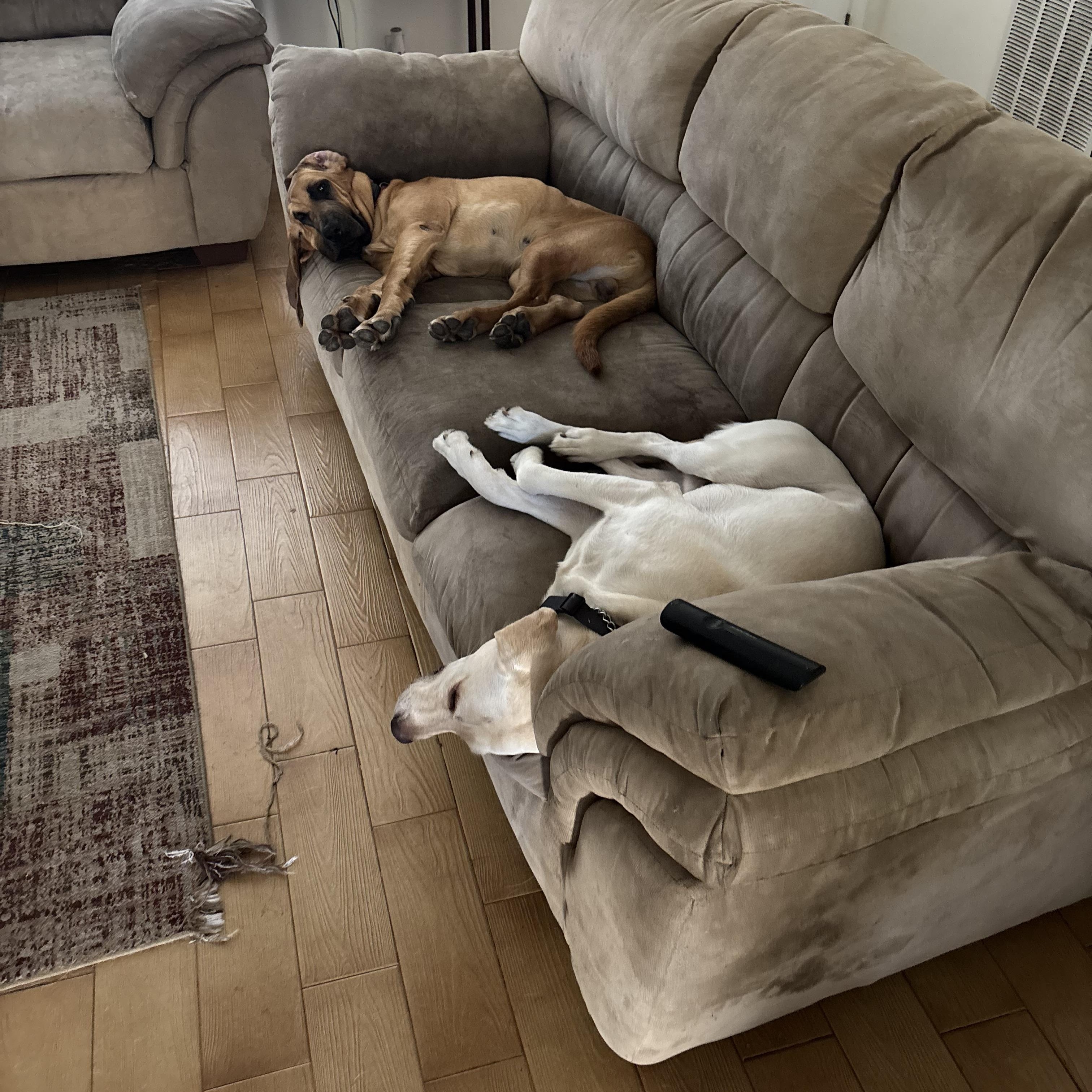 Enlarge Hunter, a ADOPTABLE Bloodhound in Port Saint Lucie, FL image 5/6