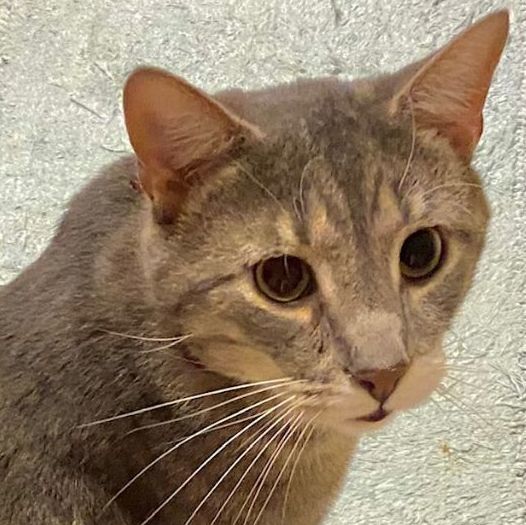 Enlarge Gray Diamond, a Adoptable Domestic Short Hair in Mansfield, OH image 1/1