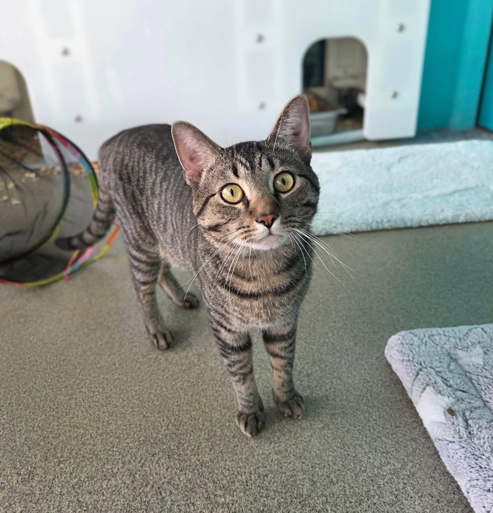 Figgy, ADOPTABLE, Adult Male Domestic Short Hair.
