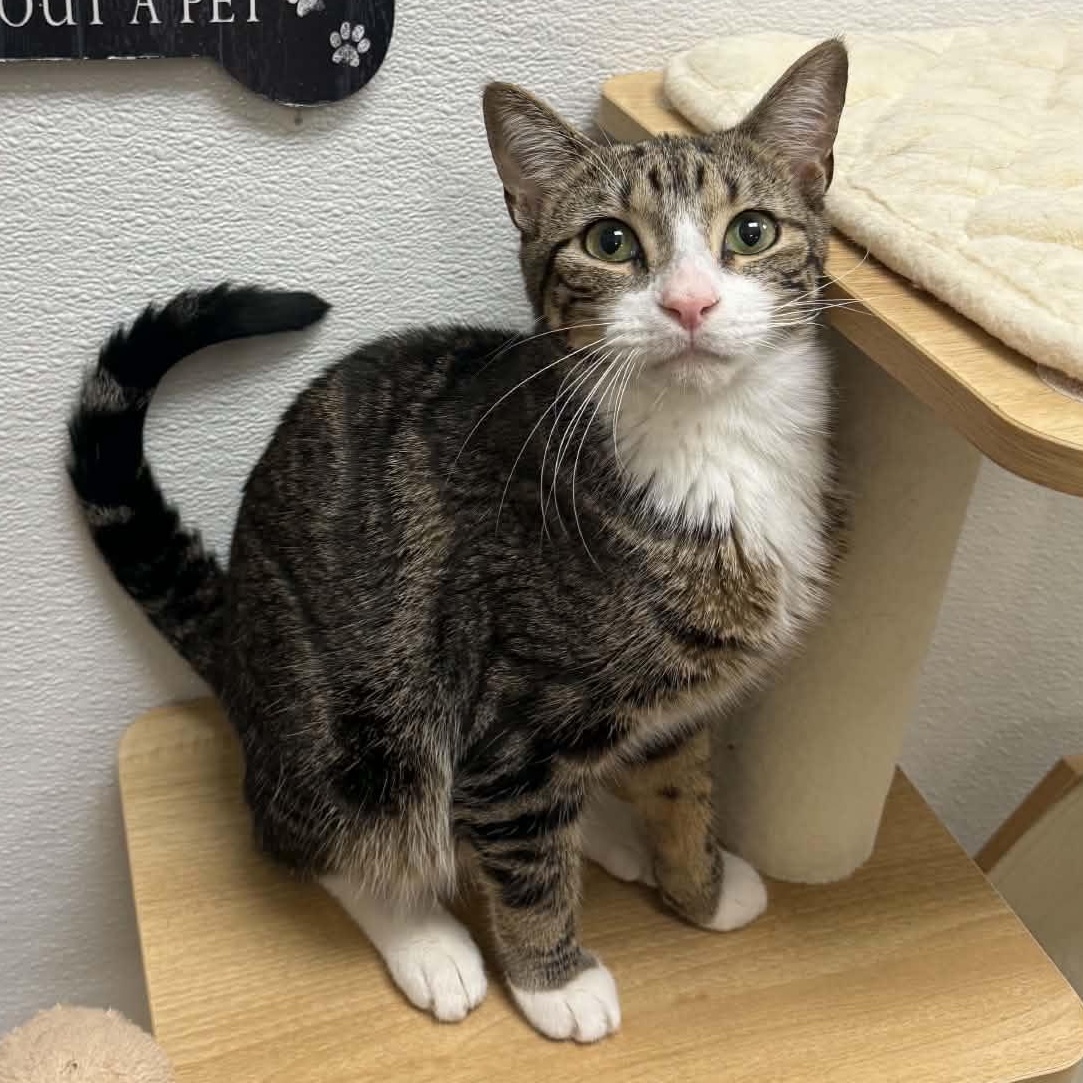 Enlarge Ozzy, a ADOPTABLE Domestic Short Hair in Chandler, AZ image 2/3