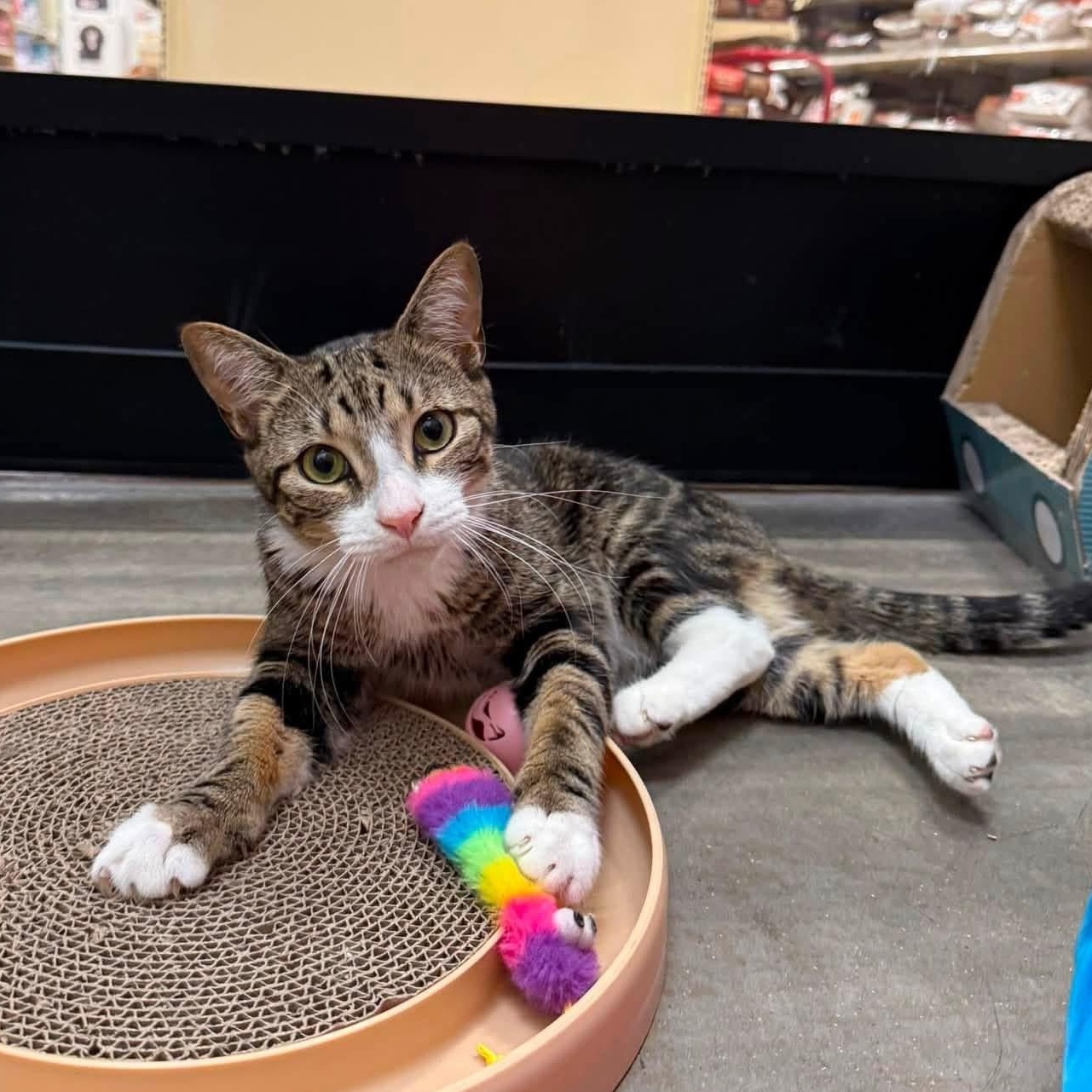 Enlarge Ozzy, a ADOPTABLE Domestic Short Hair in Chandler, AZ image 1/3