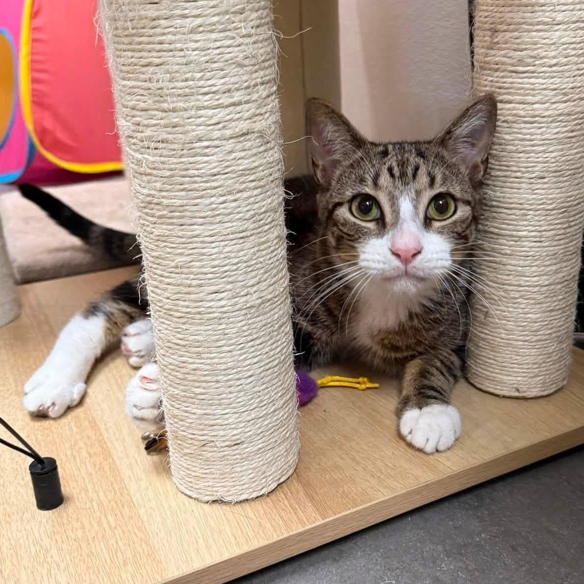 Enlarge Ozzy, a ADOPTABLE Domestic Short Hair in Chandler, AZ image 3/3