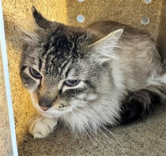 Enlarge CASHMERE, a Adoptable mixed breed in Anchorage, AK image 1/1