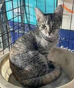 Lisa, Adoptable, Kitten Female Domestic Short Hair.