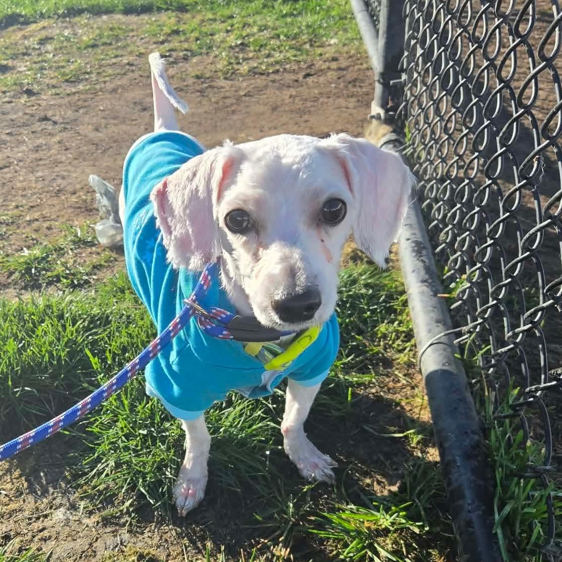 Enlarge Sage, a Adopted mixed breed in Minooka, IL image 1/4