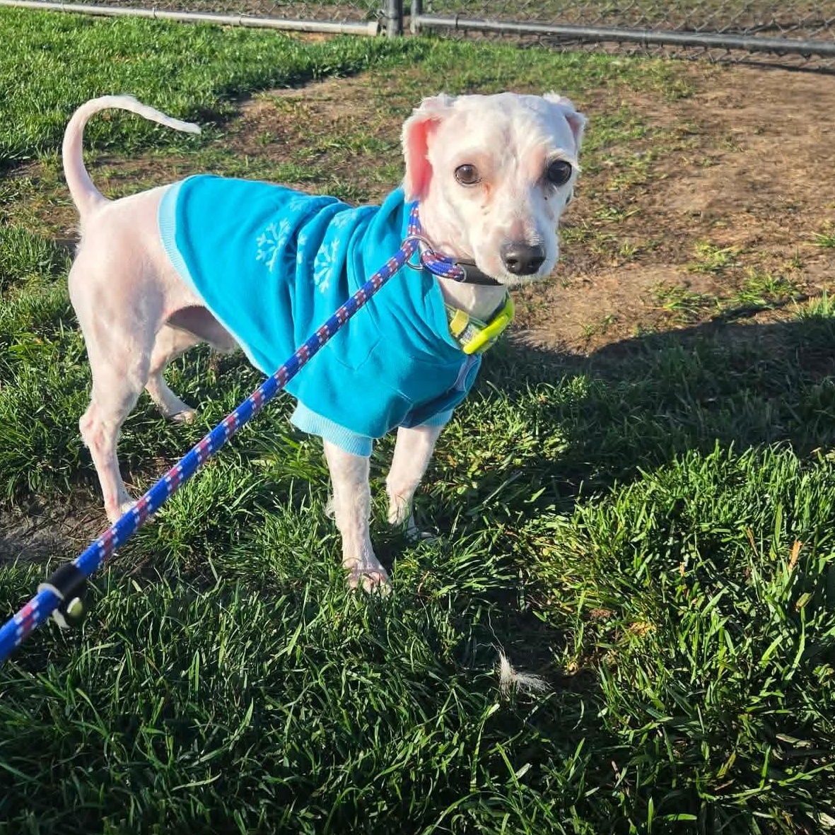Enlarge Sage, a Adopted mixed breed in Minooka, IL image 4/4