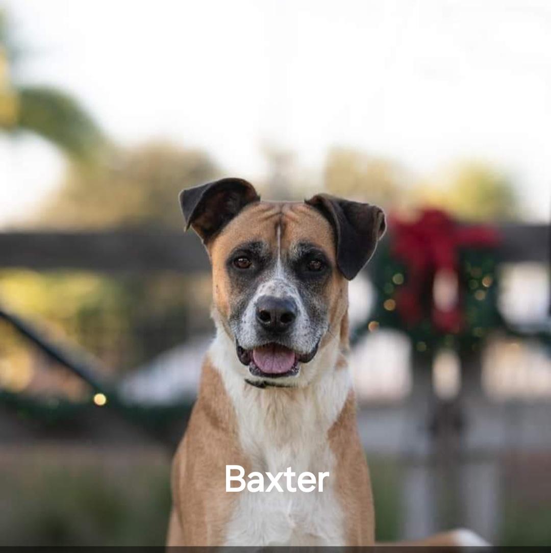 Enlarge Baxter, a Adoptable mixed breed in St. Augustine, FL image 2/2