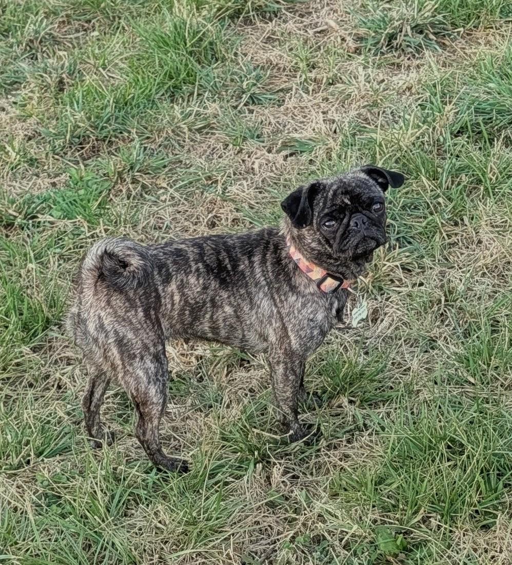 Biscuit, adopted, Puppy Female Pug.