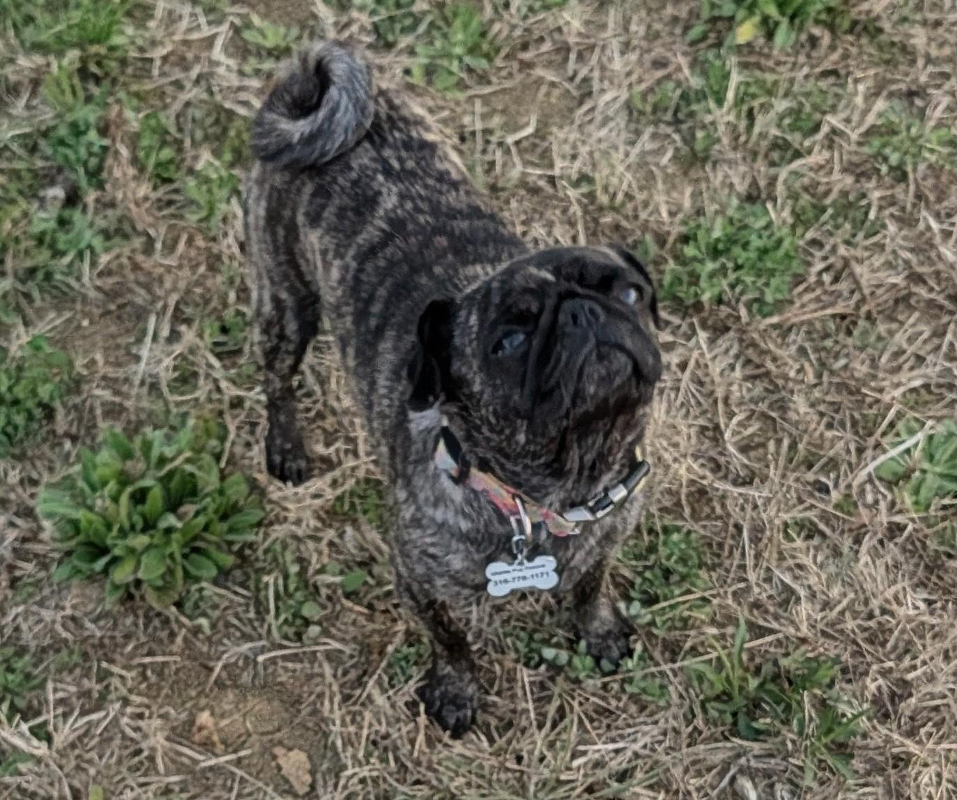 Enlarge Biscuit, an adopted Pug in Benton, KS image 2/2