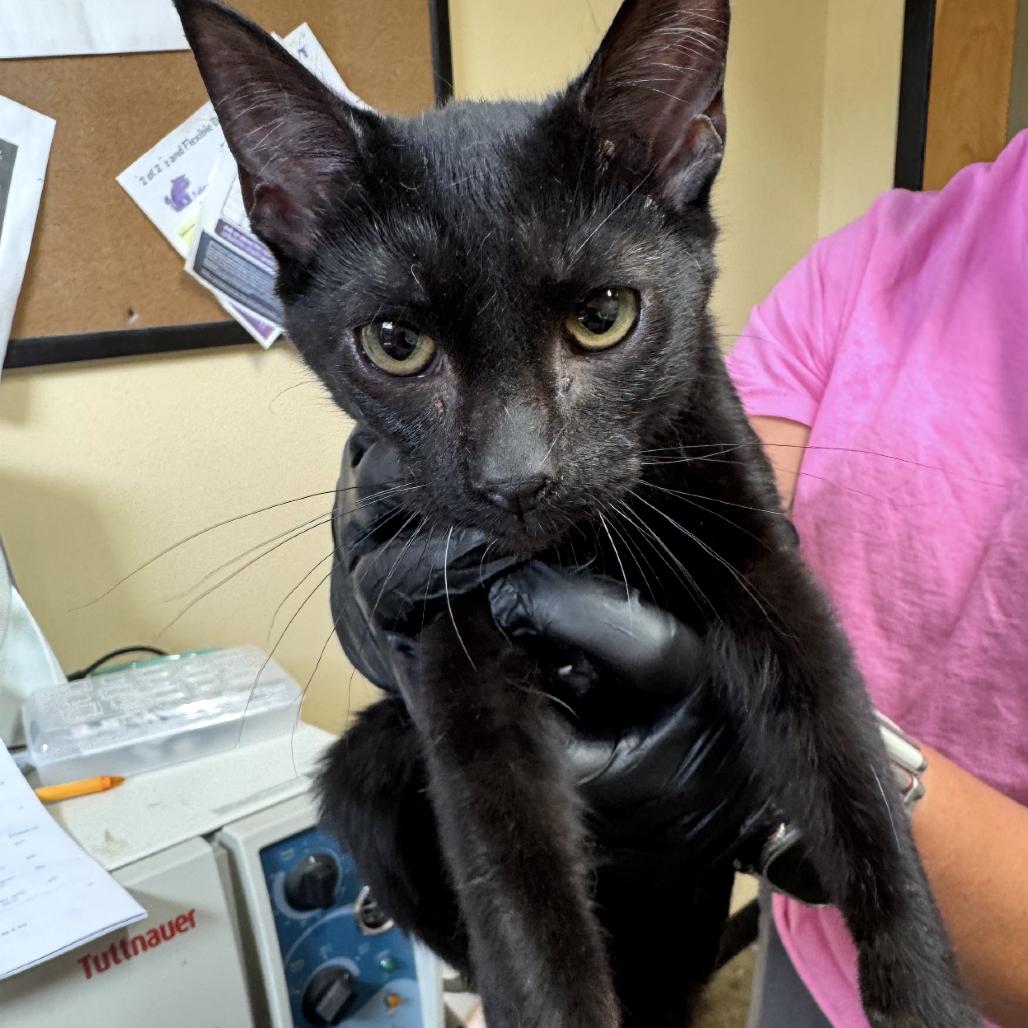 Koda, Adoptable, Kitten Male Domestic Short Hair.