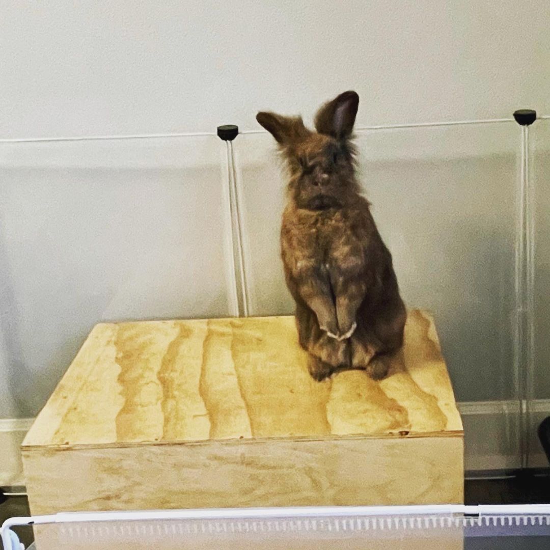 Pippin, Adopted, Adult Male Lionhead.