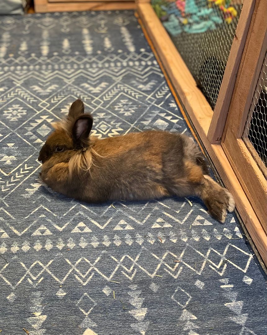 Enlarge Pippin, a Adopted mixed breed in Spokane, WA image 2/6