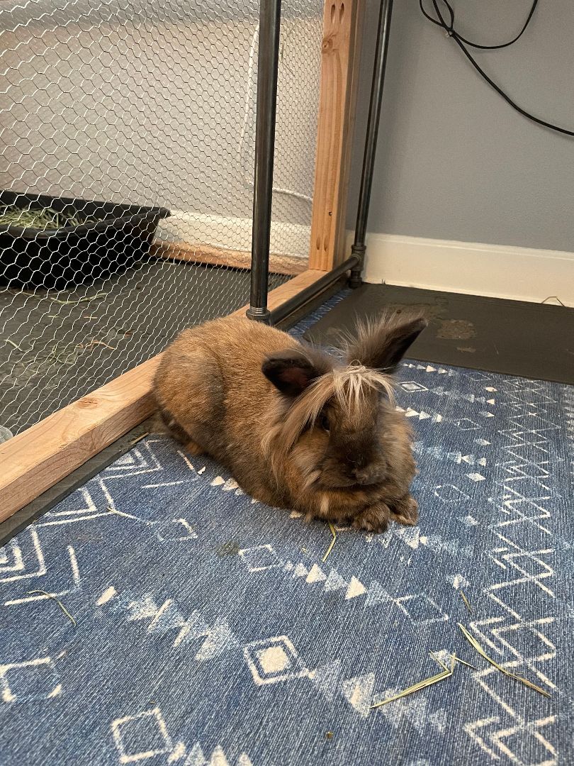 Enlarge Pippin, a Adopted mixed breed in Spokane, WA image 3/6