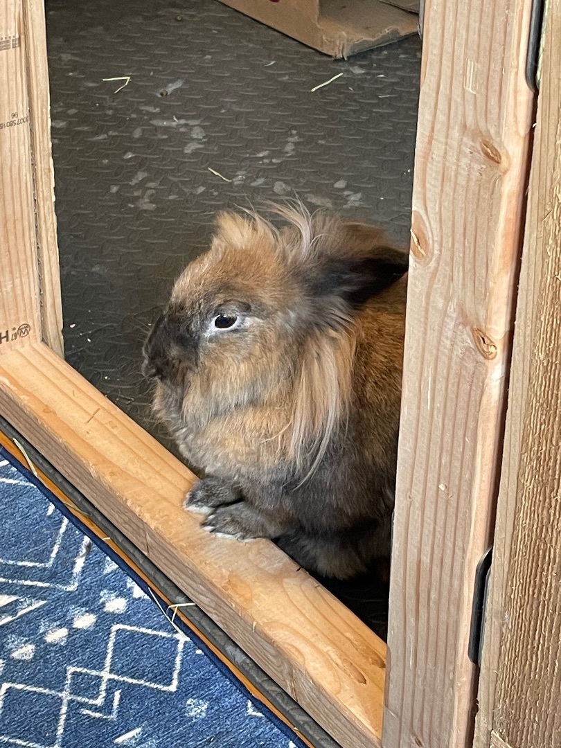 Enlarge Pippin, a Adopted mixed breed in Spokane, WA image 4/6