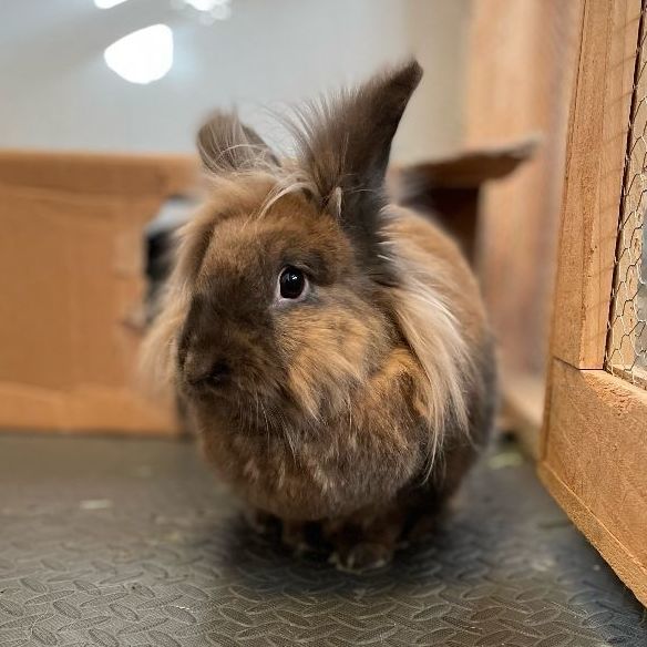 Pippin, Adopted, Adult Male Lionhead.