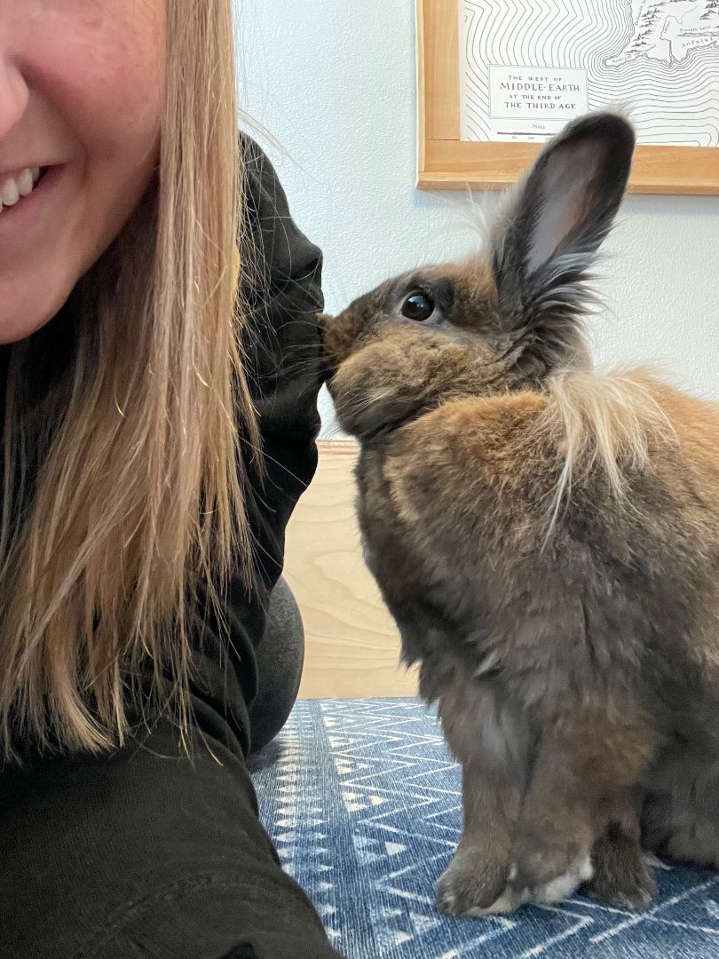 Enlarge Pippin, a Adopted mixed breed in Spokane, WA image 6/6