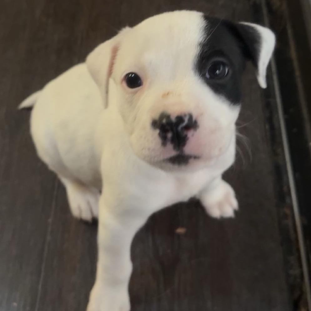 Lani — thumbnail 2