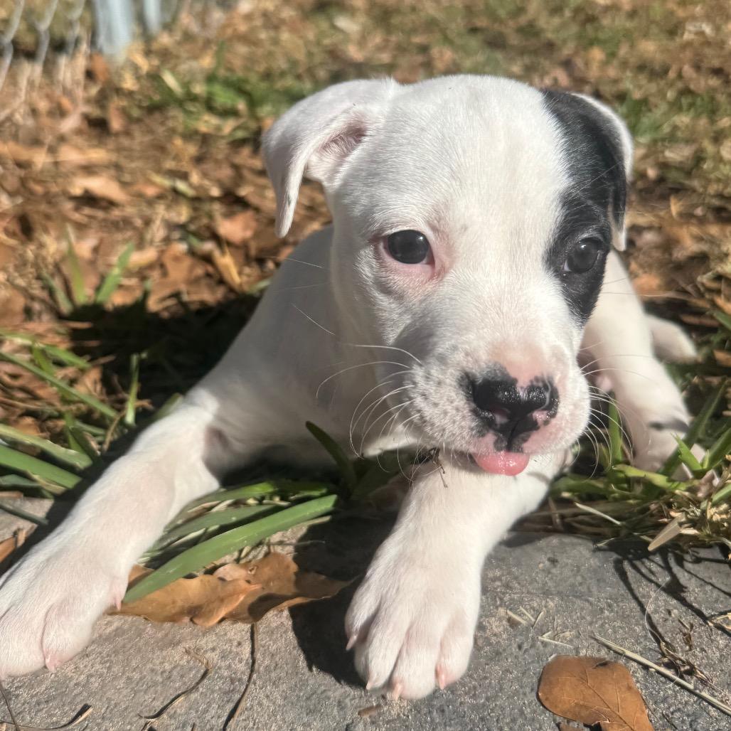 Lani — thumbnail 3