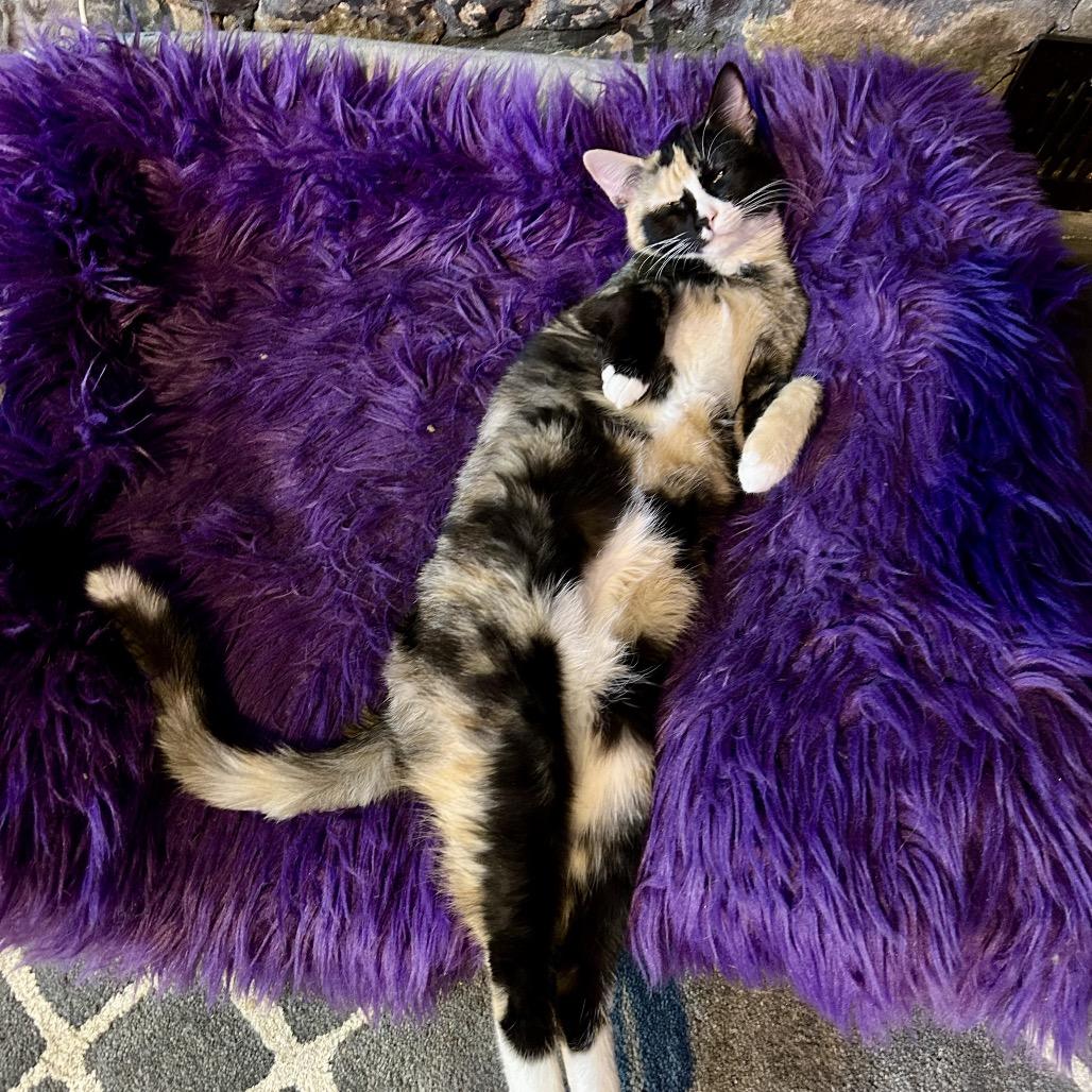 Enlarge Billie Eilish, a Adoptable Domestic Short Hair in Huntsville, AL image 1/6