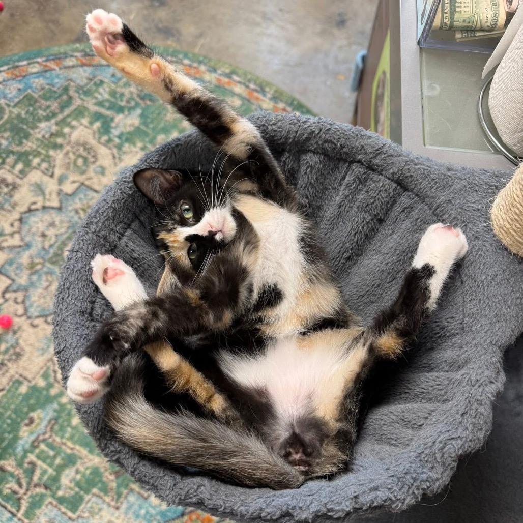 Enlarge Billie Eilish, a Adoptable Domestic Short Hair in Huntsville, AL image 1/4