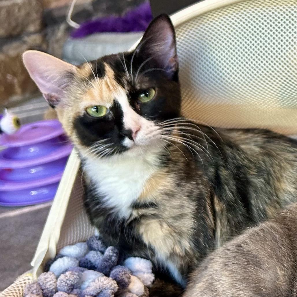 Enlarge Billie Eilish, a Adoptable Domestic Short Hair in Huntsville, AL image 3/6