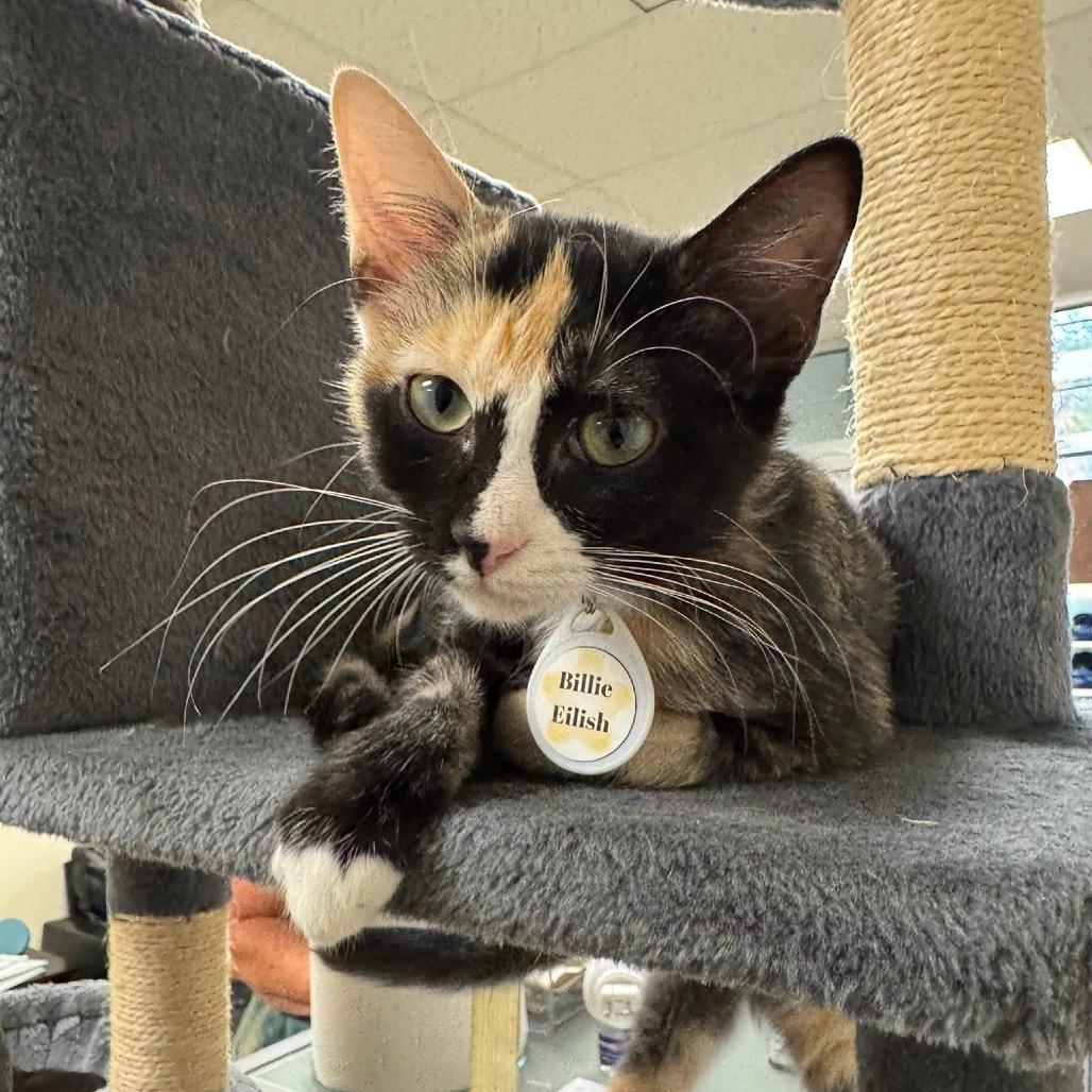 Enlarge Billie Eilish, a Adoptable Domestic Short Hair in Huntsville, AL image 2/4