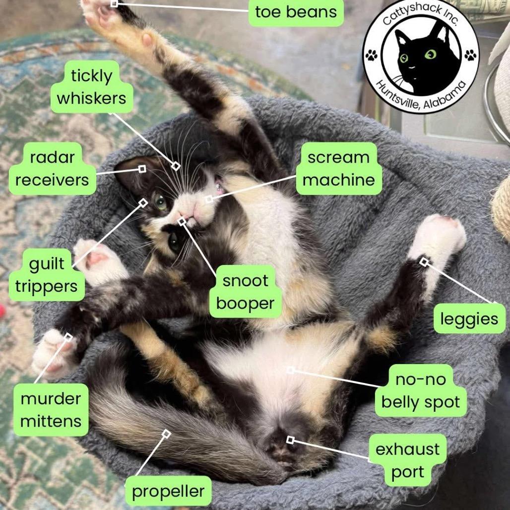 Enlarge Billie Eilish, a Adoptable Domestic Short Hair in Huntsville, AL image 3/4