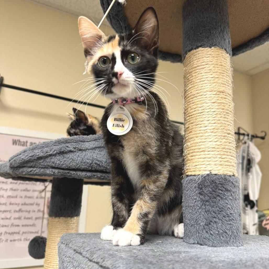 Enlarge Billie Eilish, a Adoptable Domestic Short Hair in Huntsville, AL image 4/4