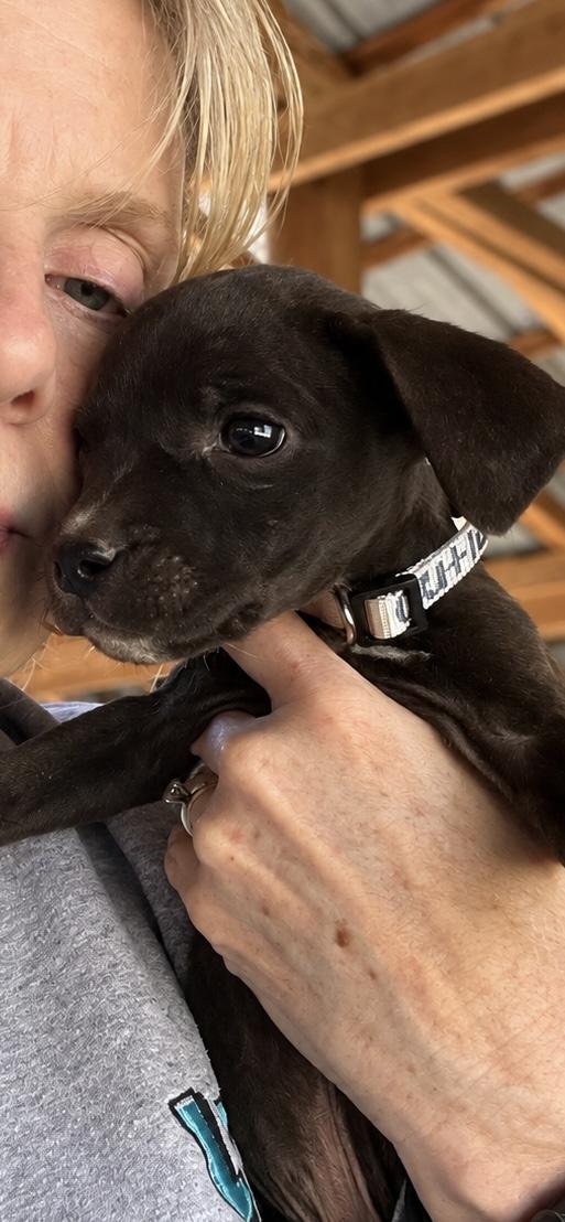 Enlarge Outlaw West, a Adoptable mixed breed in Woburn, MA image 2/6
