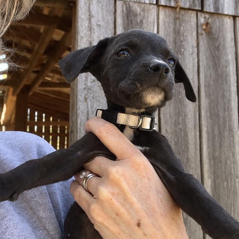 Enlarge Outlaw West, a Adoptable mixed breed in Woburn, MA image 1/6