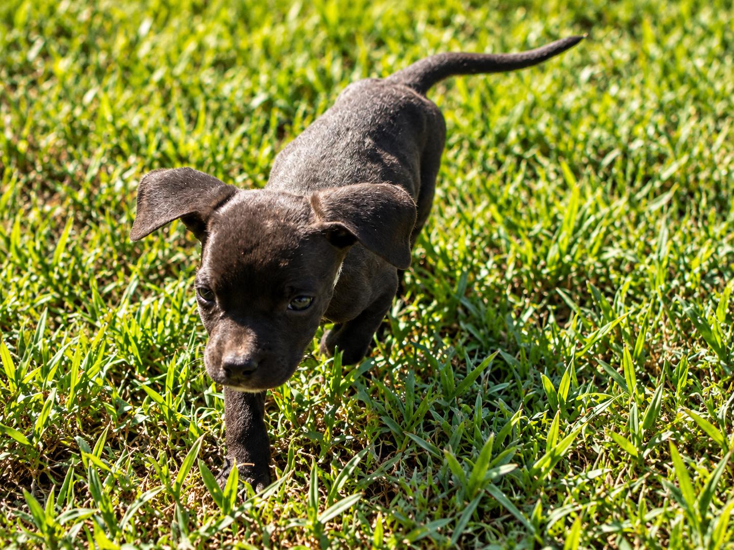 Slides Coloring Outlaw West - Adoptable Pet | Petfinder