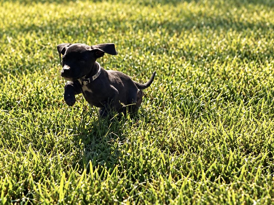 Slides Coloring Outlaw West - Adoptable Pet | Petfinder