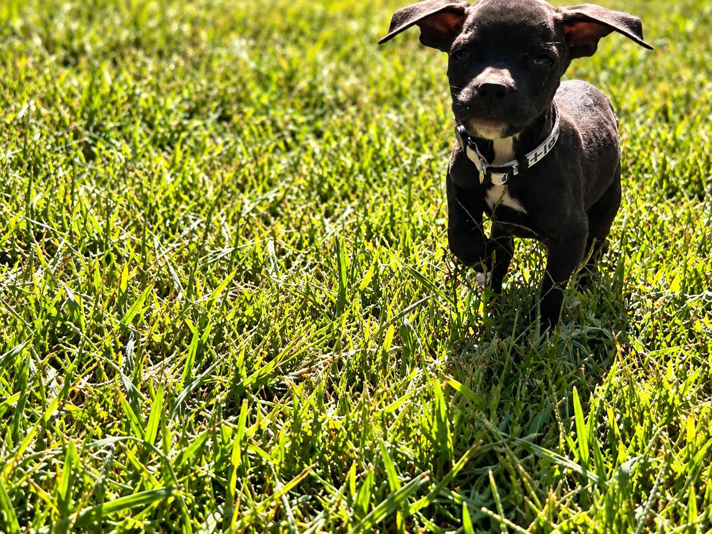 Enlarge Outlaw West, a Adoptable mixed breed in Woburn, MA image 5/6