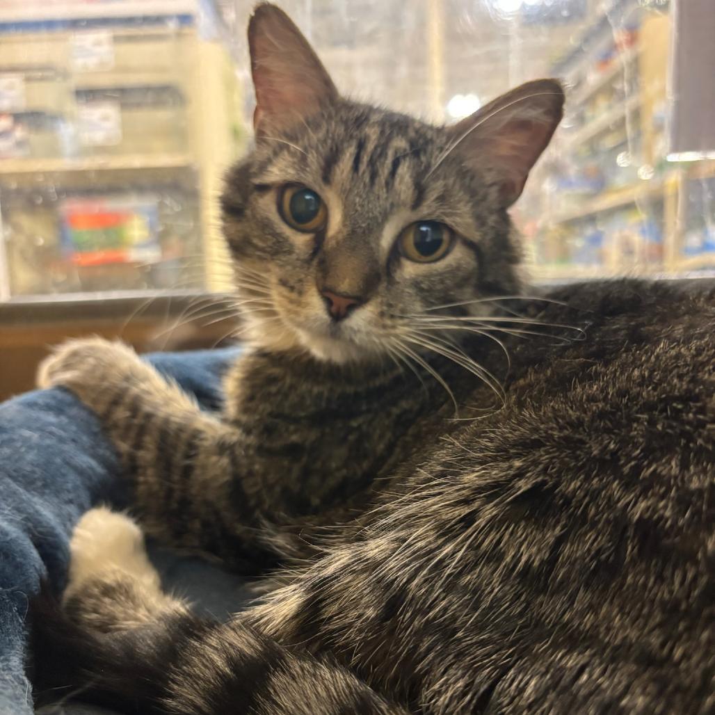 Syra, a Adoptable Domestic Medium Hair in Hopewell, VA image 1/3