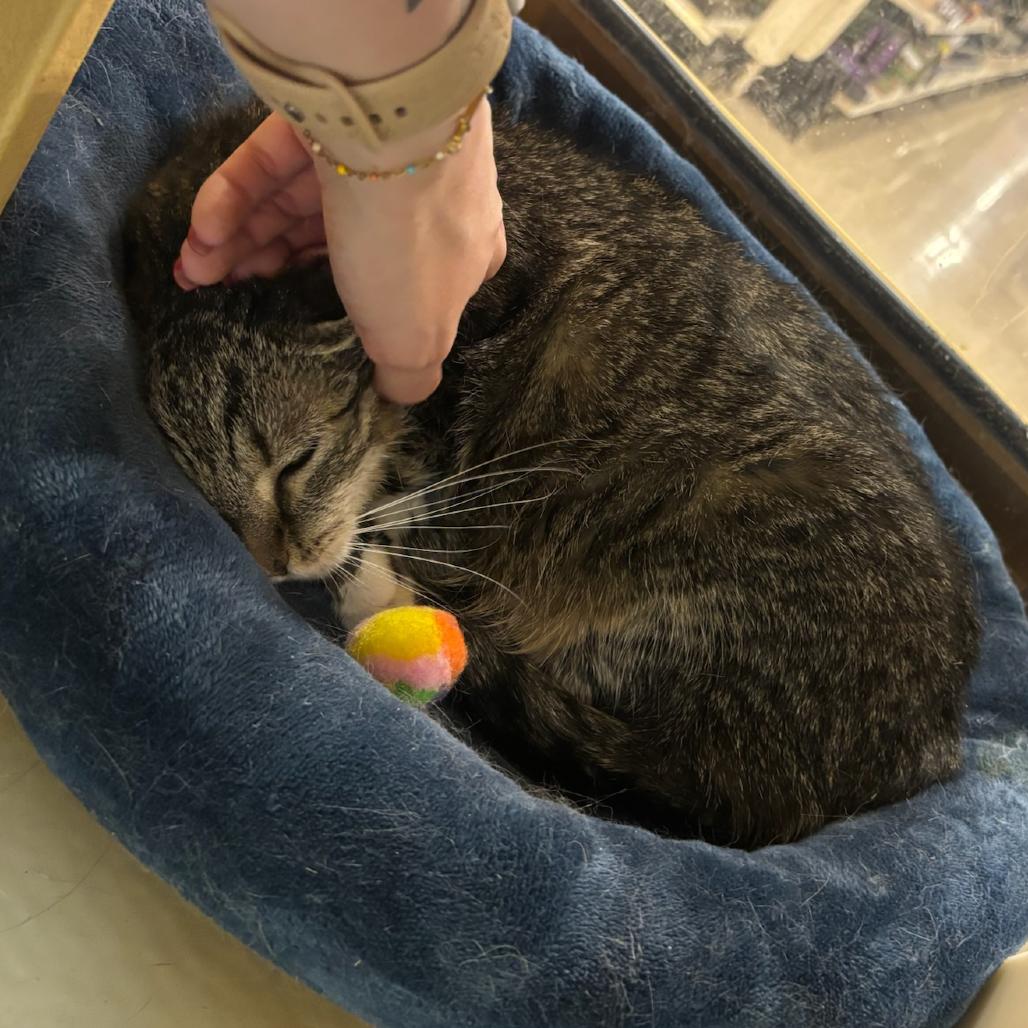 Syra, a Adoptable Domestic Medium Hair in Hopewell, VA image 2/3