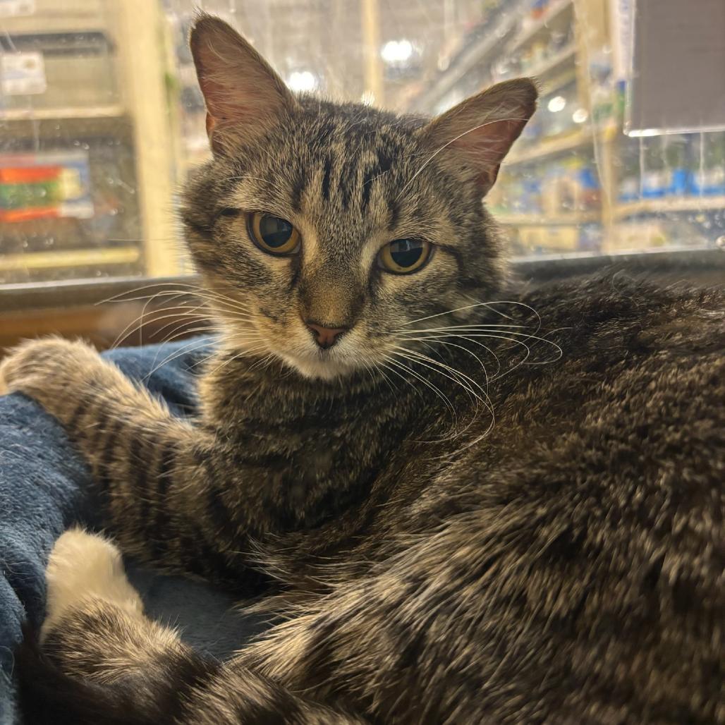Syra, a Adoptable Domestic Medium Hair in Hopewell, VA image 3/3
