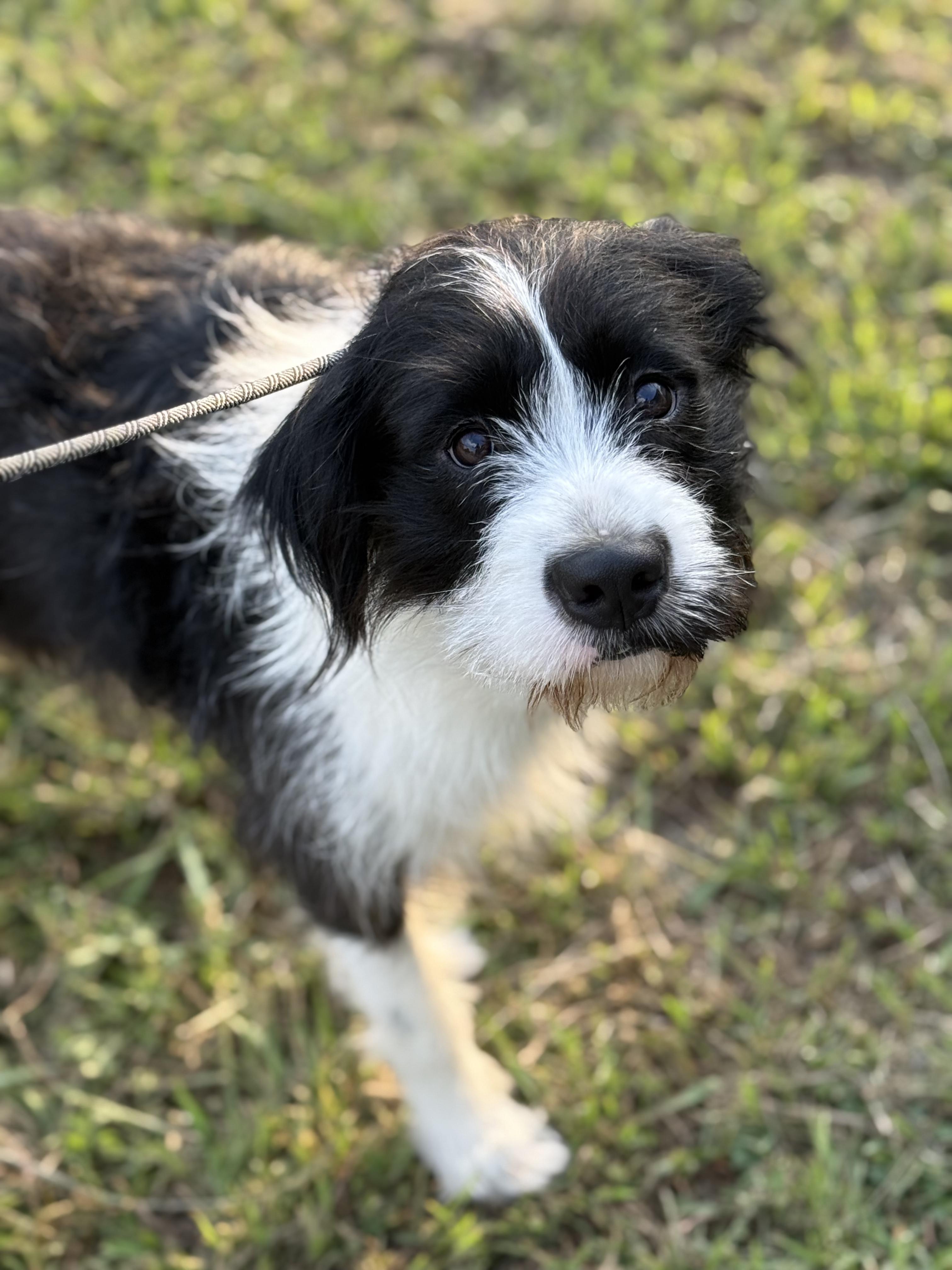 Enlarge Jeeves, a Adoptable Border Terrier in New Orleans, LA image 1/4