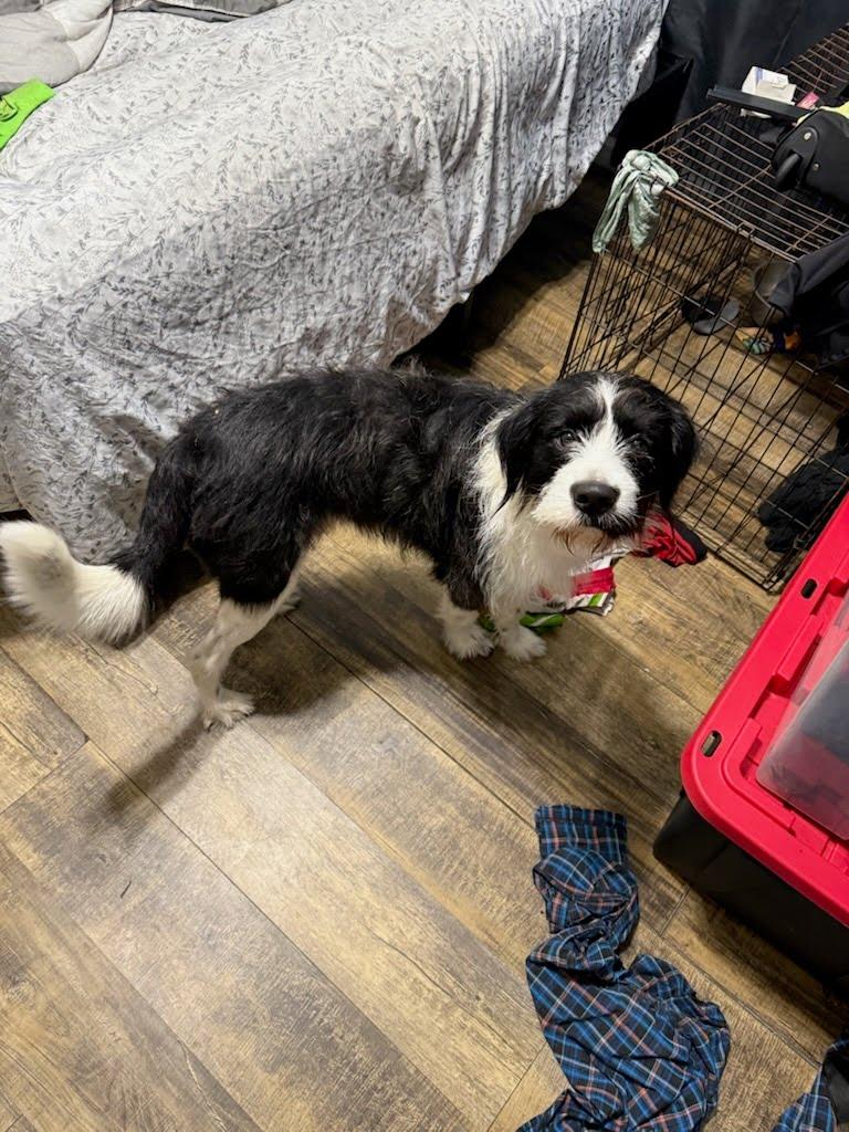 Enlarge Jeeves, a Adoptable Border Terrier in New Orleans, LA image 3/4